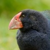 Slipka novozelandska - Porphyrio hochstetteri - Takahe 6237